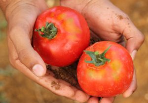 Tomaten: Der große GLOBAL 2000 Nachhaltigkeits-Check 2 (c) Pixabay.com