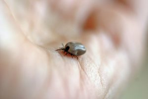 FSME: Halbwissen und unterschätzte Risiken sind gefährlich 3 (c) Pixabay.com